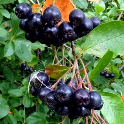 Aronia Magelacarpa Autumn Magic: A Natural Way to Boost Your Energy Levels